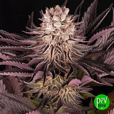 Mimosa x Orange Punch - Barneys Farm