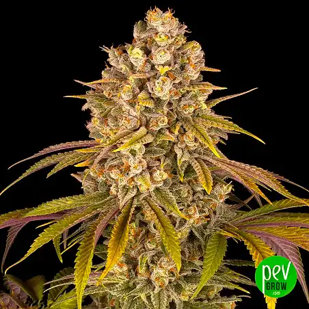 Lemon Tree - Barneys Farm