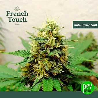 Auto Douce Nuit - French Touch Seeds