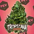 Tropicana Cookies Auto - PEV Seeds 1