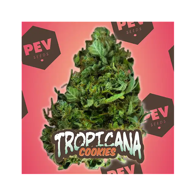 Tropicana Cookies Auto - PEV Seeds 1