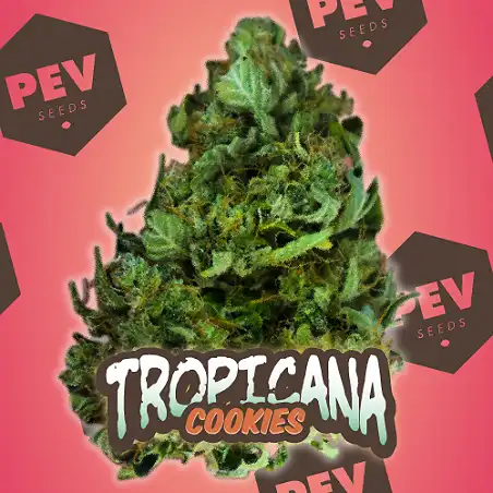 Tropicana Cookies Auto - PEV Seeds 1