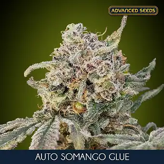 Auto Somango Glue - Advanced Seeds