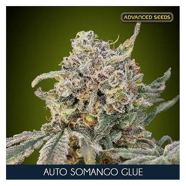 Auto Somango Glue - Advanced Seeds