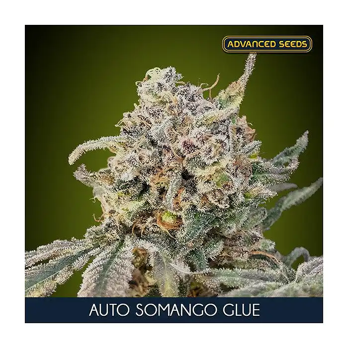 Auto Somango Glue - Advanced Seeds