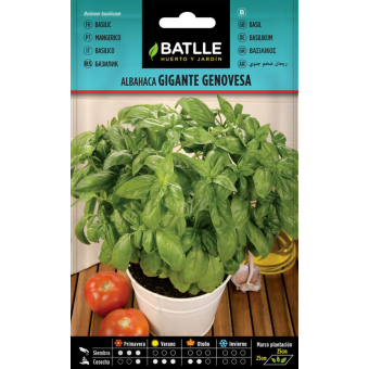 Albahaca Gigante Genovesa 4gr. 1