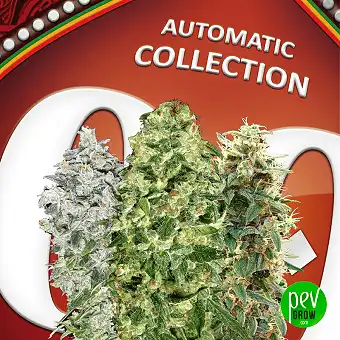 Automatic Collection 2 - 4 - 00 Seeds 1