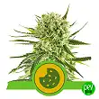 Royal Cookies Automatic - Royal Queen Seeds