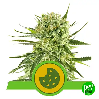 Royal Cookies Automatic - Royal Queen Seeds