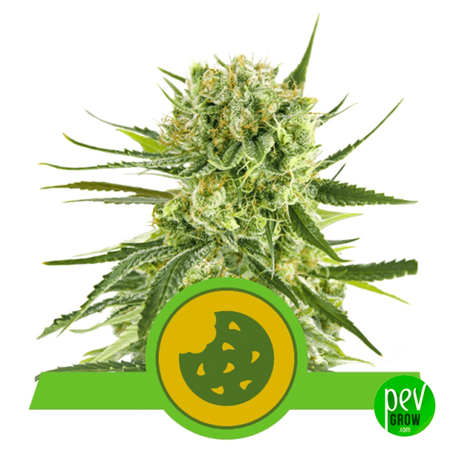 Royal Cookies Automatic
