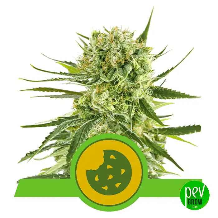 Royal Cookies Automatic - Royal Queen Seeds
