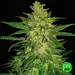 Colombian Gold Ryder - World of Seeds Colombian Gold Ryder - World of Seeds