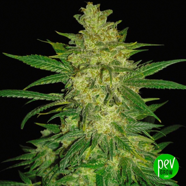 Colombian Gold Ryder - World of Seeds