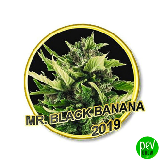 Mr Black Banana