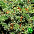 Auto Tasty - Exclusive Seeds Auto Tasty - Exclusive Seeds