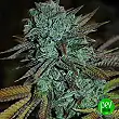 Expert Gorilla - Expert Seeds