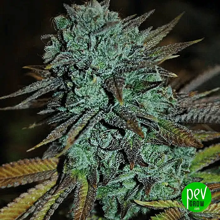 Expert Gorilla - Expert Seeds