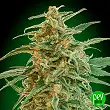 Auto Gorilla - 00 Seeds