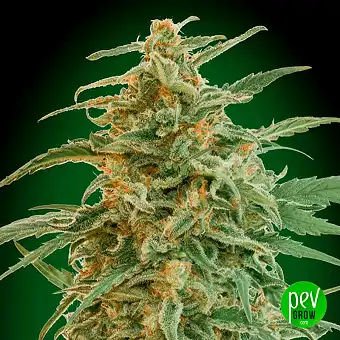 Auto Gorilla - 00 Seeds