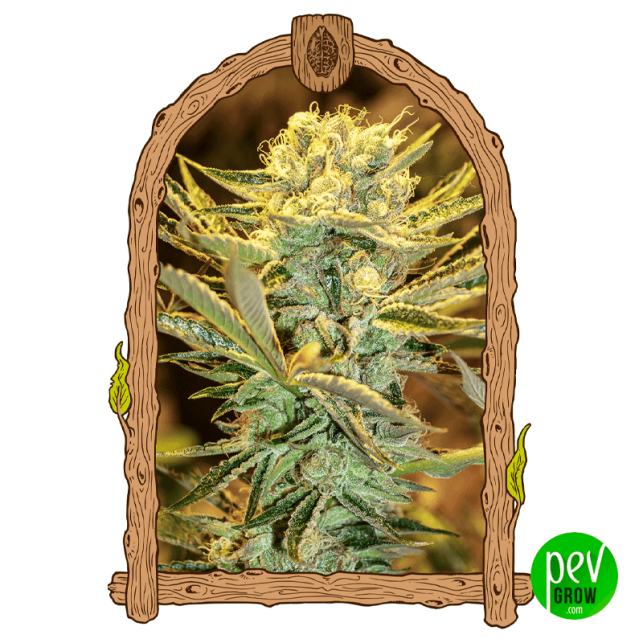 Hippieberry