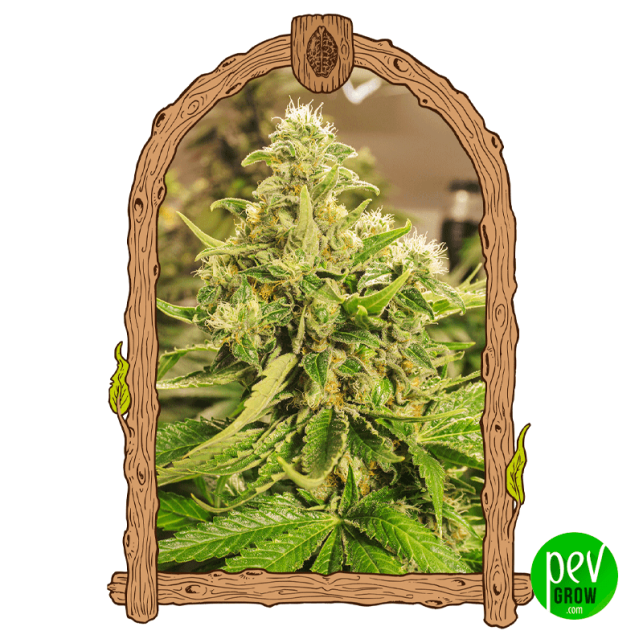 Exotic Pure CBG