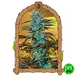 Purple Monkey Auto - Exotic Seeds Purple Monkey Auto - Exotic Seeds