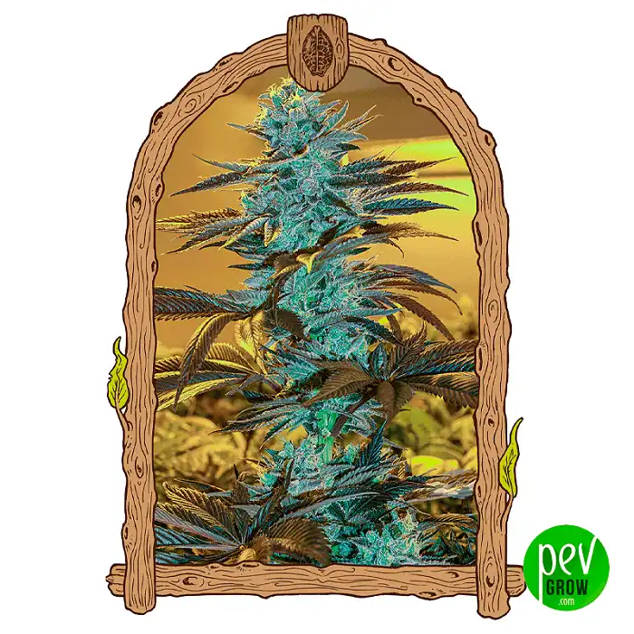 Purple Monkey Auto - Exotic Seeds