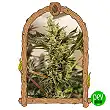 Banana Mash Auto - Exotic Seeds Banana Mash Auto - Exotic Seeds