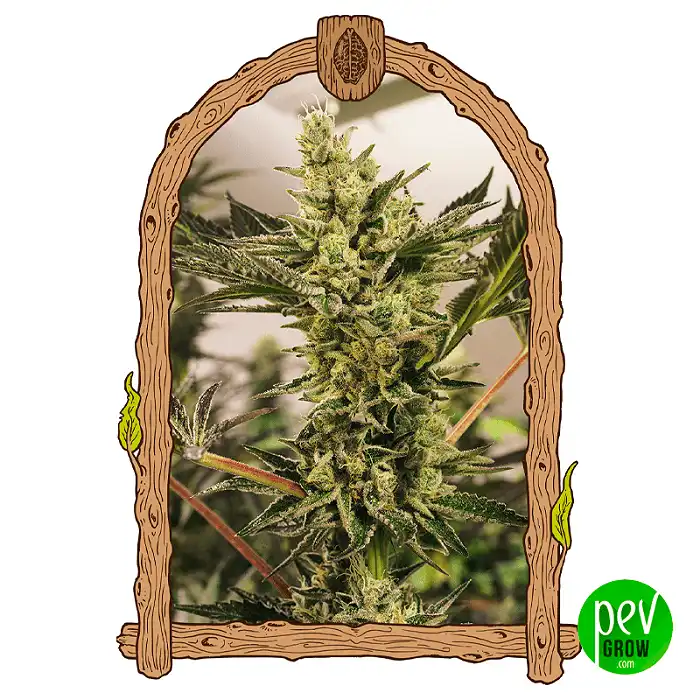 Banana Mash Auto - Exotic Seeds