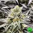 Delicious Cookies - Delicious Seeds Delicious Cookies - Delicious Seeds