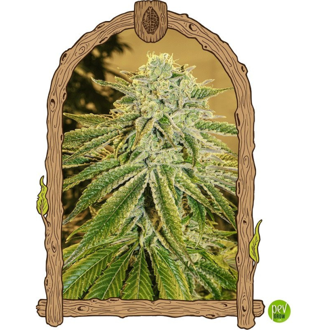 White Banana Auto