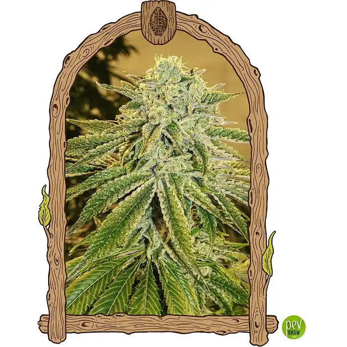 White Banana Auto - Exotic Seeds