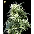 Sweet Mango Auto - Green House