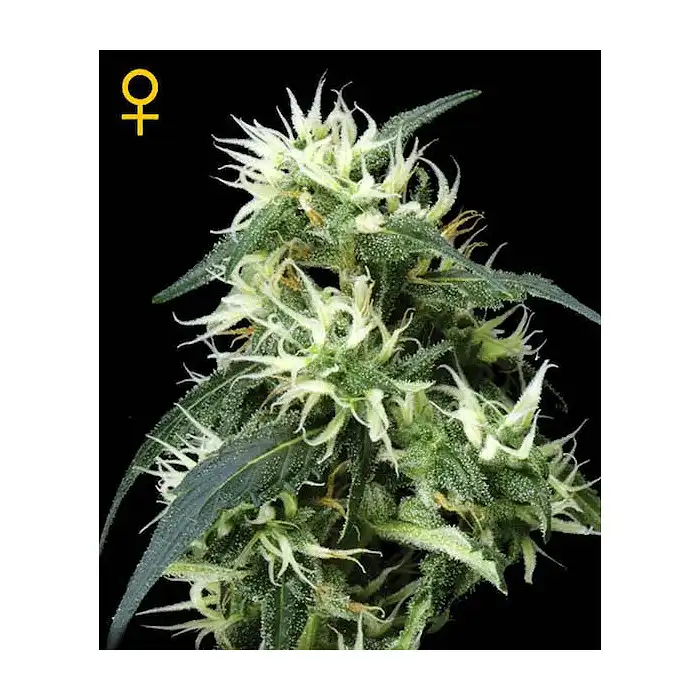 Sweet Mango Auto - Green House