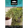 Pennyroyal Mint Seeds 0,2gr. 1