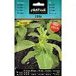 Stevia 35 seeds 1