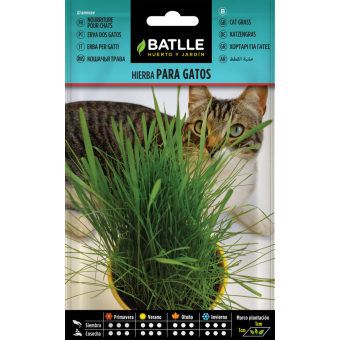 Herbe aux chats 1,5gr. 1