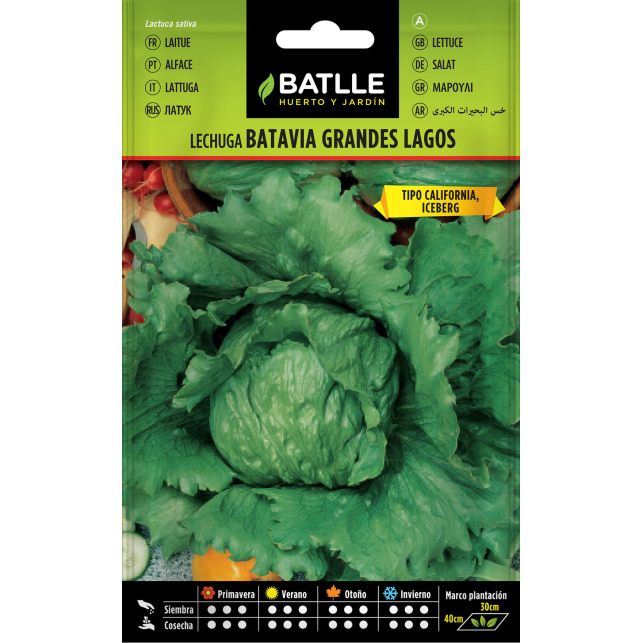 Batavia Lettuce Seeds 6 gr.