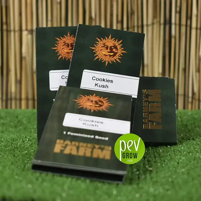 Cookies Kush de Barneys-Productivity - Barneys Farm