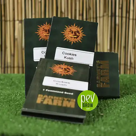 Cookies Kush de Barneys-Produktivität - Barneys Farm