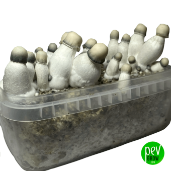 Yeti mushroom growing kit