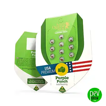 Purple Punch Automatic - Royal Queen Seeds