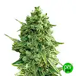 Auto Hawaii Maui Waui - Nirvana