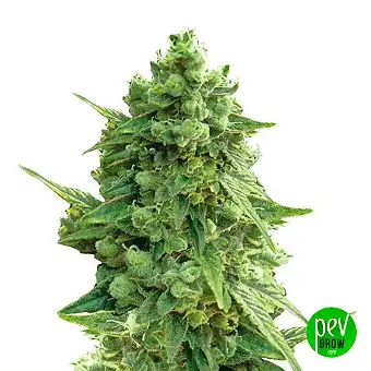 Auto Hawaii Maui Waui - Nirvana