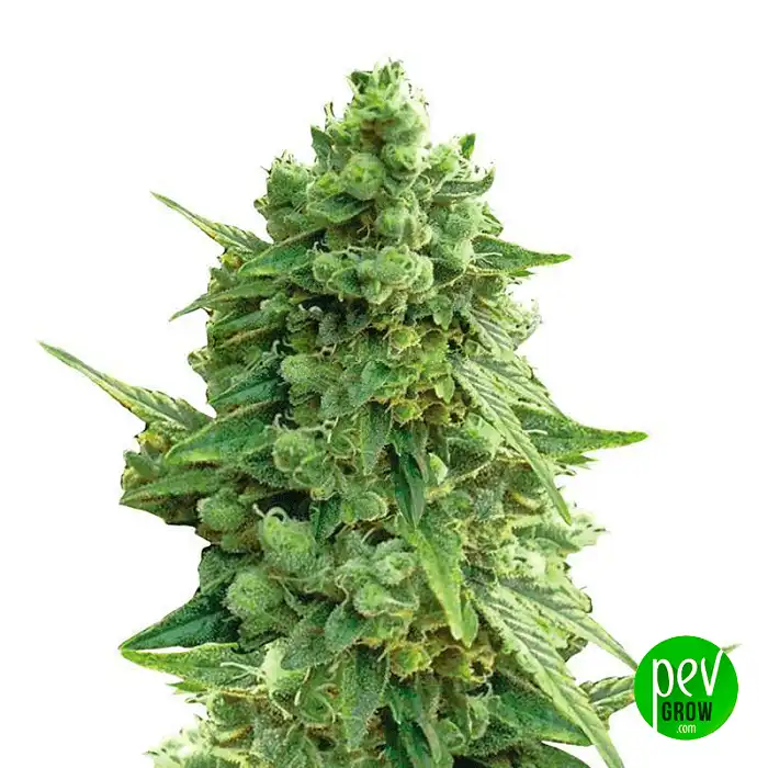 Auto Hawaii Maui Waui - Nirvana