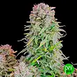 Afghan Kush Auto - FastBuds