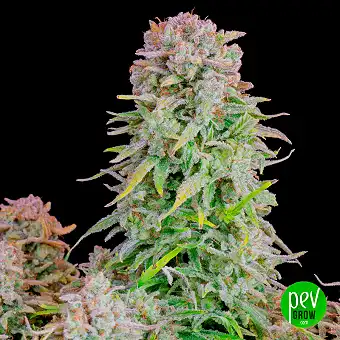 Afghan Kush Auto - FastBuds