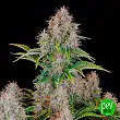 Cinderella Auto - FastBuds Cinderella Auto - FastBuds