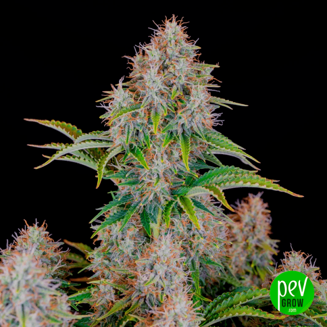 Cinderella Auto