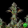 Big Bud Auto - FastBuds